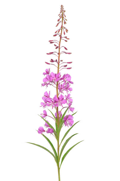 flor chamerion angustifolium - adelfilla fotografías e imágenes de stock