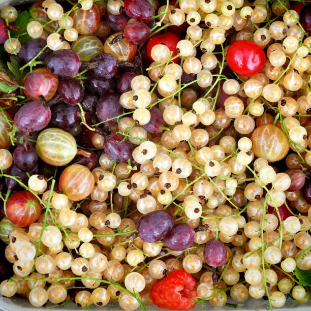 fresh berries: white currant, raspberry, gooseberry, cherry close up. - berry fruit currant variation gooseberry imagens e fotografias de stock