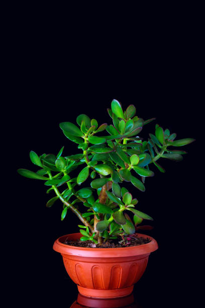 Crassula ovata or money tree succulent plant closeup on black background