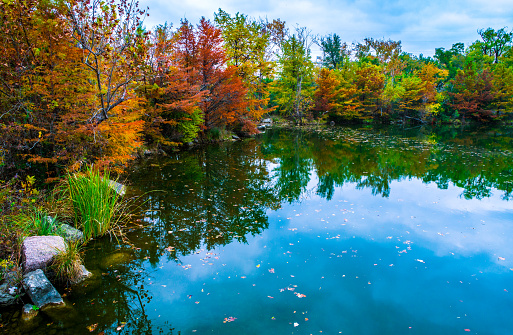 reflection of Tall Trees along Reflecting water around Red Bud Isle Autumn Nature Spot a calm tranquil cove with red and orange trees changing leaves as Fall comes to Texas in November