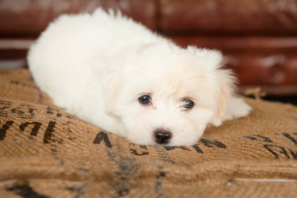 Puppy tulear cotton White Coton de tulear puppy. Lying on a pillow. Fluffy and cotton-like. coton de tulear stock pictures, royalty-free photos & images