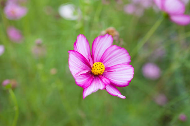 istock The beautiful autumn flower 872026438