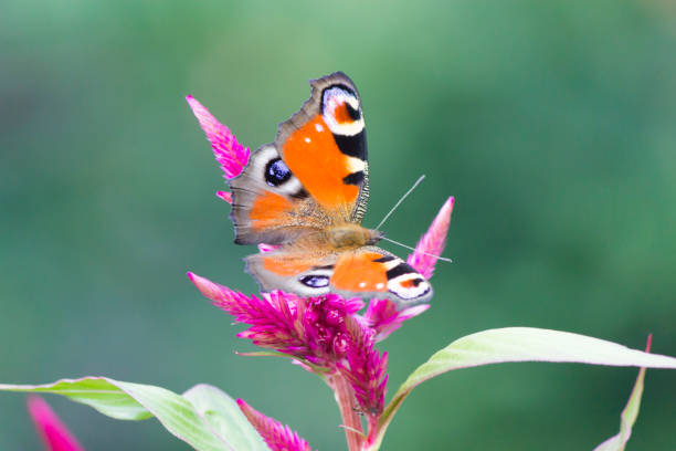 istock The butterfly on a flower 872027274