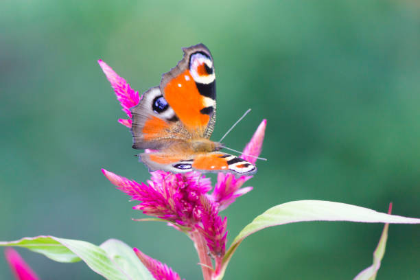 istock The butterfly on a flower 872027286