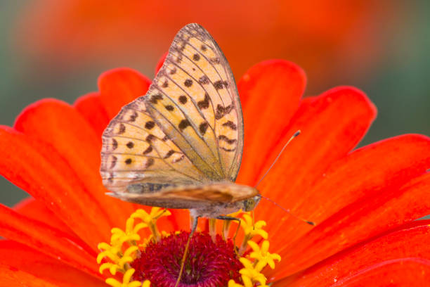 istock The butterfly on a flower 872027750