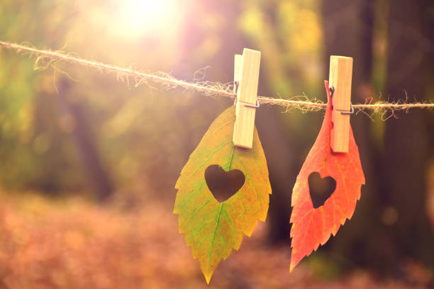 las hojas de otoño colorido con una corte de la hoja en forma de corazón - botany bright brown heart shape fotografías e imágenes de stock