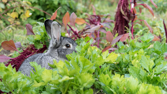 a adorable, cute, gray rabbit hides in the vegetable patch