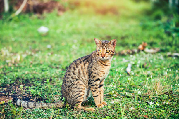 istock Pretty bengal cat sitting on green grass and looking aside at park. 872047838