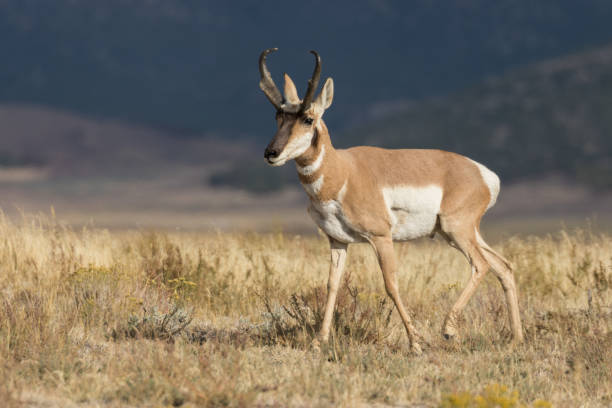 istock Pronghorn Antelope Buck 872048114