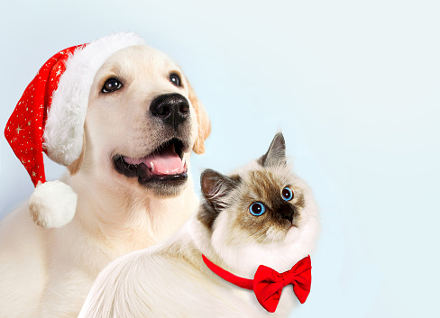 Cat and dog together, neva masquerade kitten, golden retriever looks at right. Puppy with christmas hat and bow. New year mood