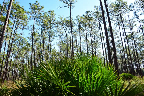 levant les dernière rétroéclairé sabal à immenses pins - enviornment controlled fire palmetto saw palmetto photos et images de collection