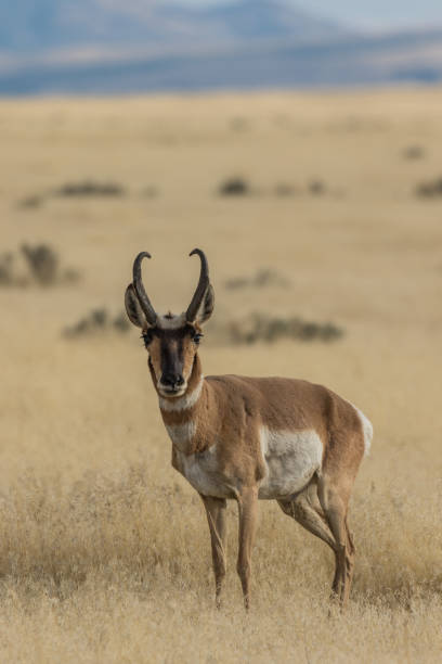 istock Pronghorn Antelope Buck 872048284