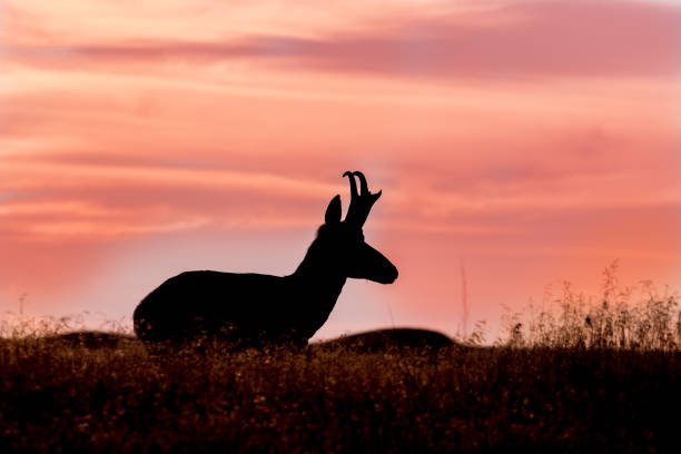 istock Pronghorn Antelope Buck at Sunset 872048386