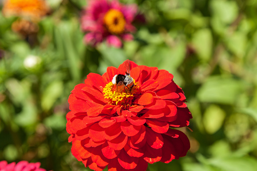 bumblebee collecting pollen from red flower, bumblebee on a flower