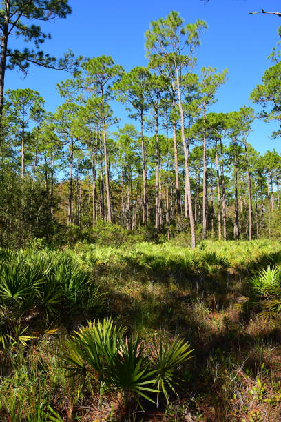 istock Pine forest with Saw Palmetto and grasses 872048758