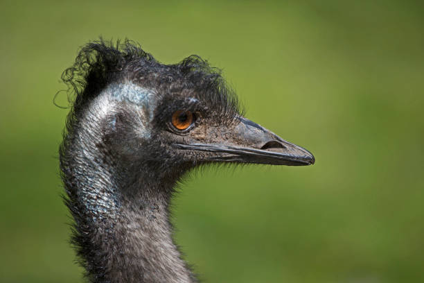 istock head of a large emu 872049040