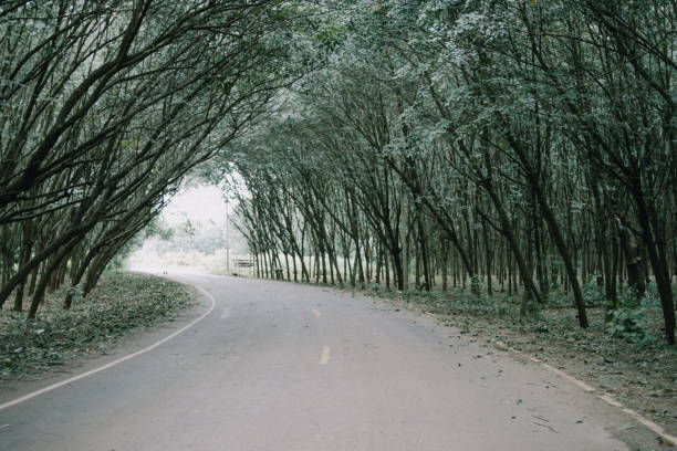 Road with tree tunnel Road with tree tunnel edisto island south carolina stock pictures, royalty-free photos & images