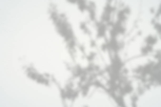 istock abstract background textuer of shadows leaf on a concrete wall. 872049880
