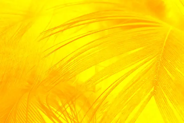 Beautiful orange-yellow feather pattern texture background