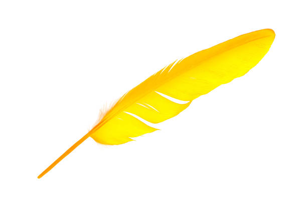 Beautiful Feather Yelloworange Isolated On White Background Stock Photo -  Download Image Now - iStock
