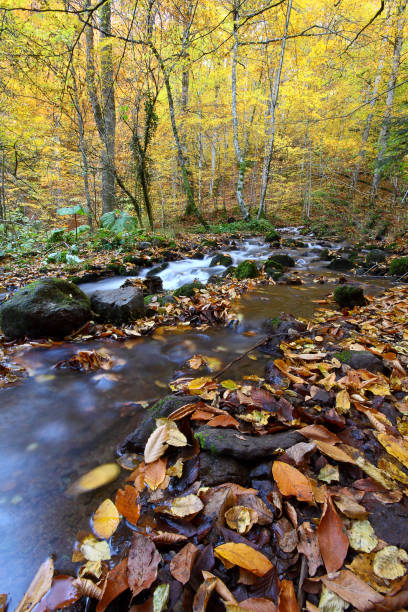 istock a beautiful autumn day in the forest 872053954