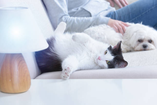 istock Woman with her pets 872054598