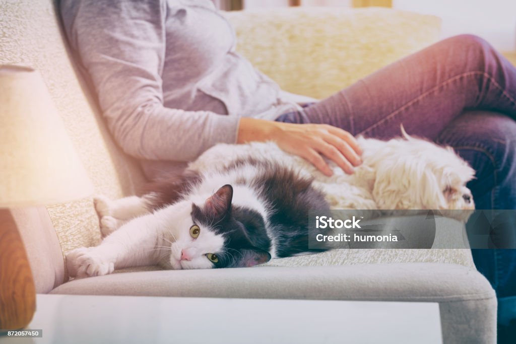 彼女のペットと女性 - 飼い猫のロイヤリティフリーストックフォト