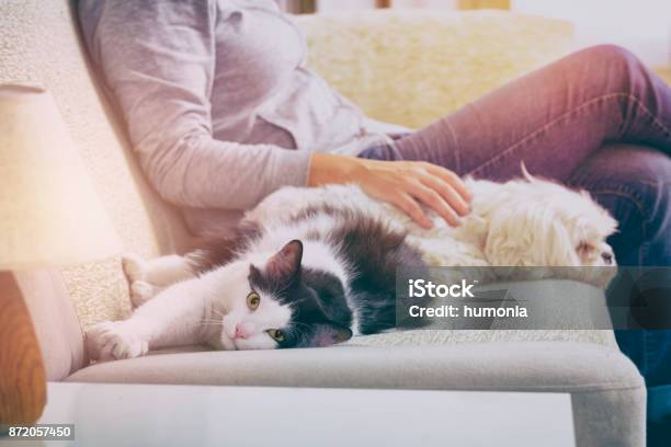 Foto de Mulher Com Seus Animais De Estimação e mais fotos de stock de Gato doméstico - Gato doméstico, Cão, Dono