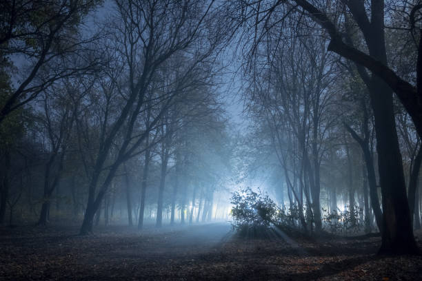 istock forest at night with a light fog and bright light in the distance 872058230