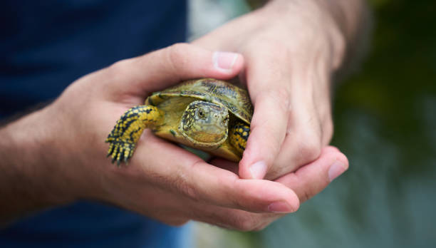 istock Baby turtle in a human hand, close-up 872058584