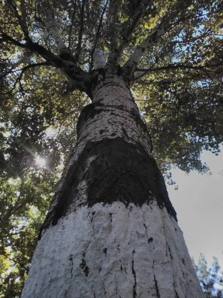 the great tree, great tree, great, tree, old tree, nature, trees