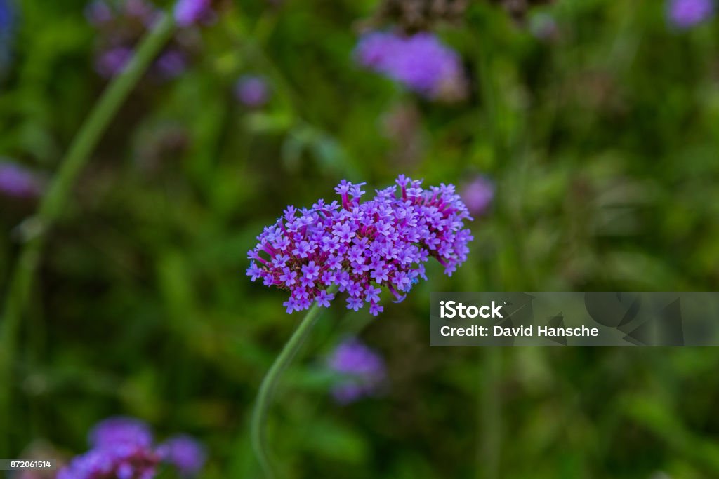 Macro Del Racimo De Flor Morada Foto de stock y más banco de imágenes de Anual - Característica de planta - Anual - Característica de planta, Botánica, Cabeza de flor - iStock Macro Del Racimo De Flor Morada Foto de stock y más banco de imágenes de Anual - Característica de planta - Anual - Característica de planta, Botánica, Cabeza de flor - iStock