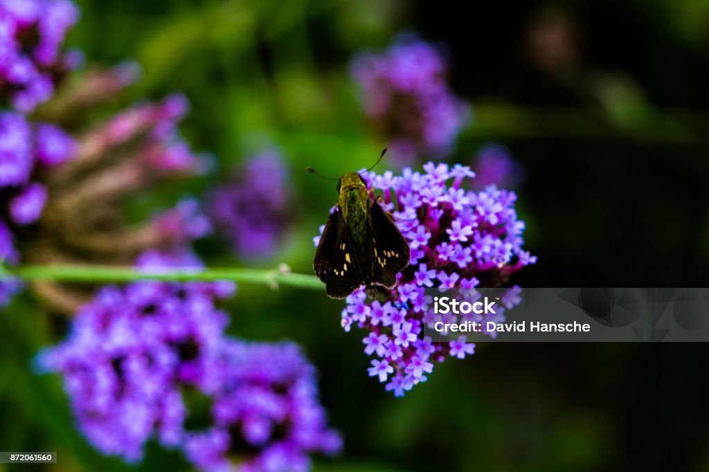 Macro Del Racimo De Flor Morada Con Polilla 2 Foto de stock y más banco de imágenes de Aire libre - Aire libre, Ala de animal, Alimentar - iStock Macro Del Racimo De Flor Morada Con Polilla 2 Foto de stock y más banco de imágenes de Aire libre - Aire libre, Ala de animal, Alimentar - iStock
