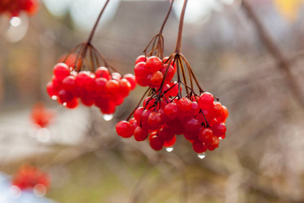 Bunches of red viburnum berries with raindrops at the end of summer season. Seasonal fruit, fall harvest and medicinal plant concept, red berries of a viburnum with raindrops