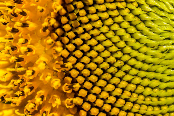 istock Vegetal Vertigo  sunflower 872065114