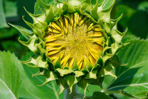 istock Close up on sunflower bud 872065284