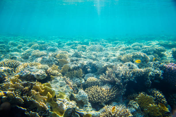 istock coral reef with fishes 872065334