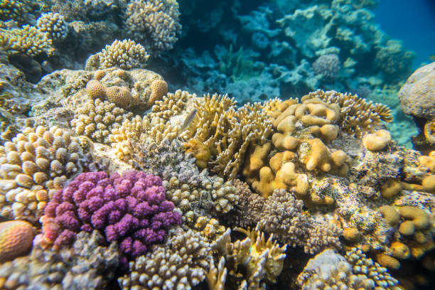 barrière de corail avec des poissons - vitality sea aquatic atoll photos et images de collection