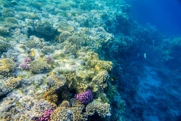 istock coral reef with fishes 872065424