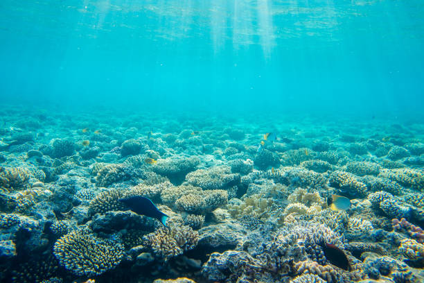 istock coral reef with fishes 872065462