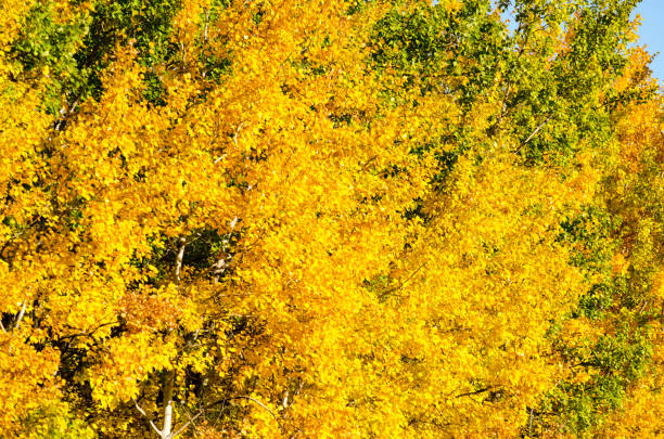 istock Birch Trees Covered in Colorful Leaves 872066684