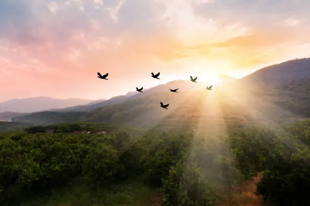 Silhouette flock of birds flying over the valley on  sunbeam twilight sky at sunset.