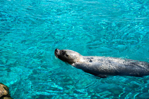 istock Sea Lion enjoying the Water 872071614