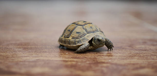 istock A turtle walks on a wood floor 872071622