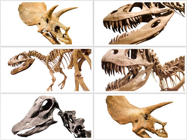 istock Composition of dinosuars skeletons on white isolated background. 872072512