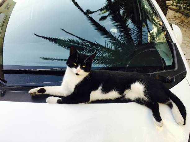 istock Stray Cat in The Street 872072602