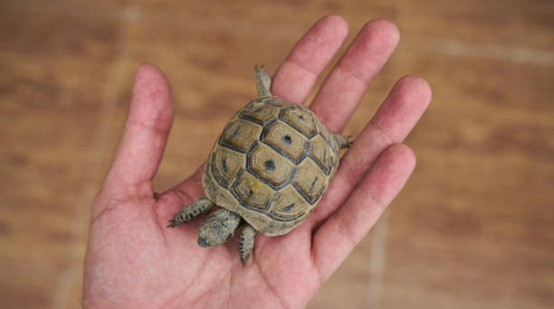 istock Baby turtle in a human hand, close-up 872073652