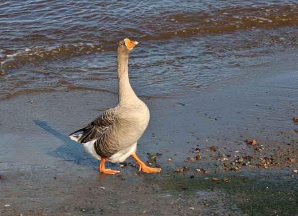 Proud Greylag Goose Walking on the Beach