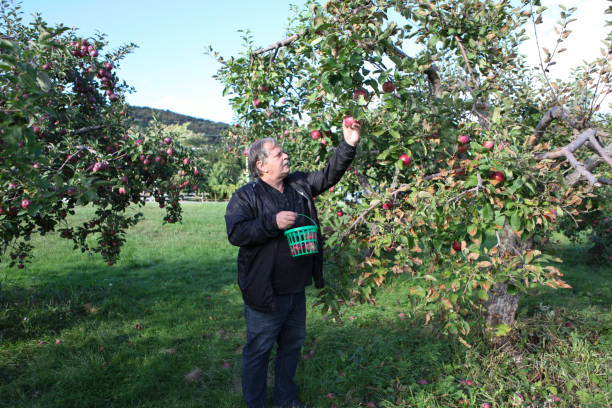 człowiek zbierający jabłka w sadzie w quebecu w kanadzie. - macintosh apple zdjęcia i obrazy z banku zdjęć
