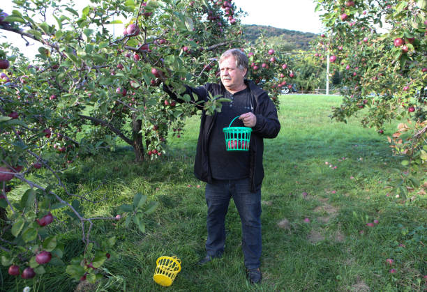 man picking apples in an orchard, in quebec, canada. - macintosh apple imagens e fotografias de stock